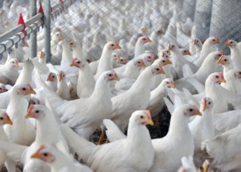 Kuwait retoma importação de aves brasileiras e proíbe dos EUA