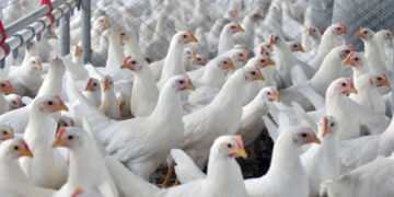 Kuwait retoma importação de aves brasileiras e proíbe dos EUA