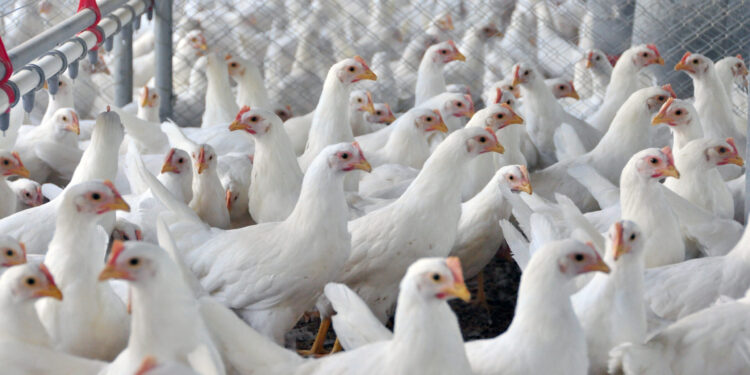 Kuwait retoma importação de aves brasileiras e proíbe dos EUA