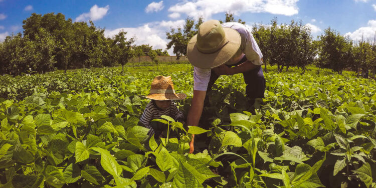 COP30: A agricultura regenerativa pode produzir créditos de carbono