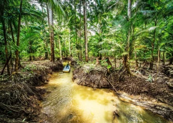 Modelo de Crédito da Natura Aloca R$ 13 Milhões para Produtores da Região Amazônica