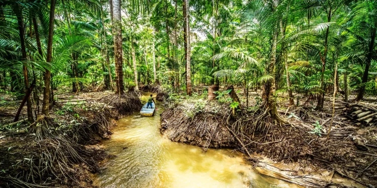 Modelo de Crédito da Natura Aloca R$ 13 Milhões para Produtores da Região Amazônica