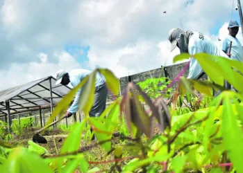 Presos produzem mais de 50 mil mudas para a COP30 em Belém