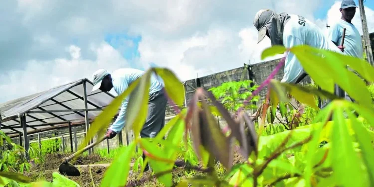 Presos produzem mais de 50 mil mudas para a COP30 em Belém