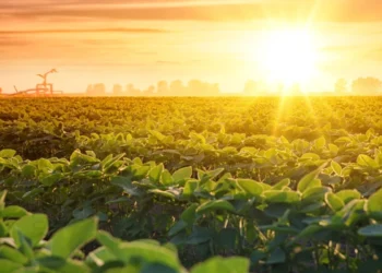 BrasilAgro (AGRO3) negocia venda de fazenda por R$ 141,4 milhões