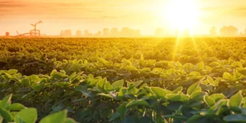 BrasilAgro (AGRO3) negocia venda de fazenda por R$ 141,4 milhões