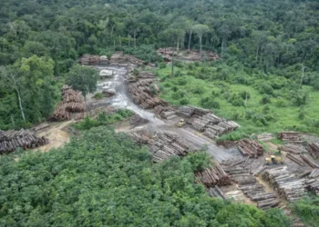 Pará pode captar R$ 116 bilhões com estratégia que reduz desmatamento e expande agropecuária