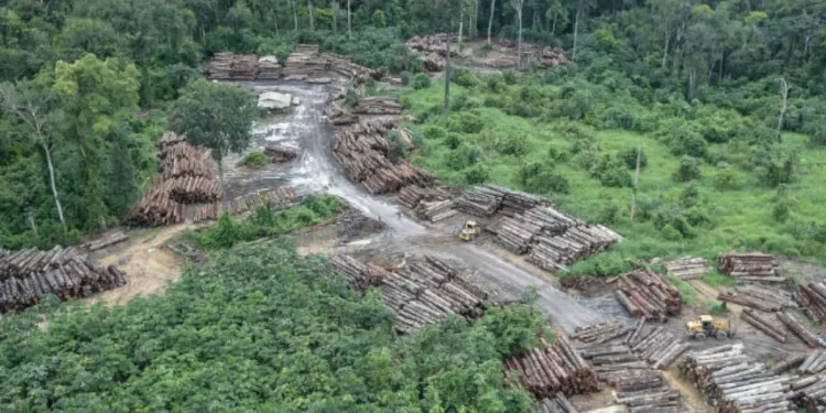 Pará pode captar R$ 116 bilhões com estratégia que reduz desmatamento e expande agropecuária
