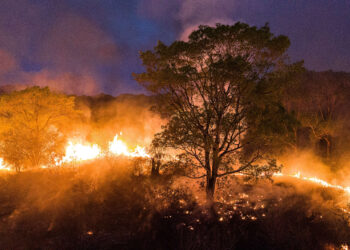 Incêndios colocam em risco a biodiversidade até mesmo em regiões que não foram atingidas pelas chamas