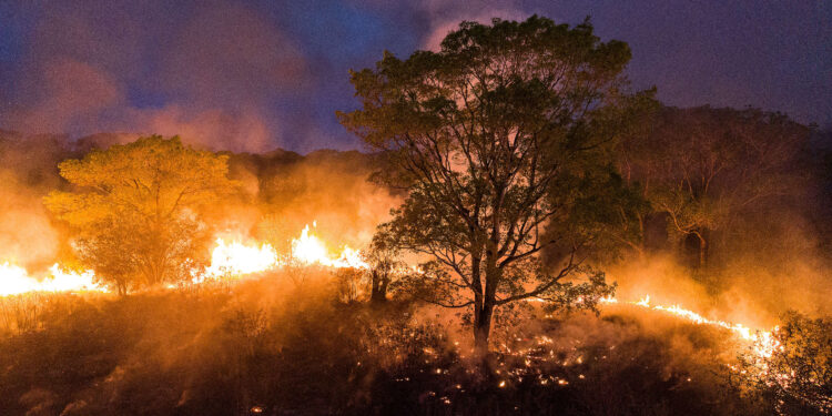 Incêndios colocam em risco a biodiversidade até mesmo em regiões que não foram atingidas pelas chamas