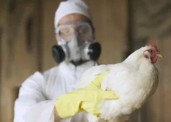 Ceará confirma surto de gripe aviária em Quixeramobim