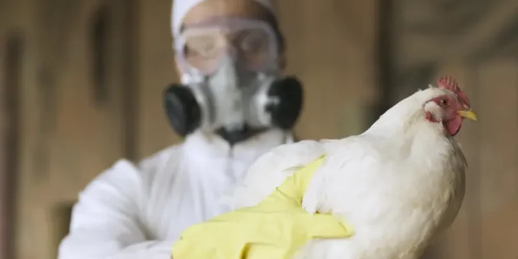 Ceará confirma surto de gripe aviária em Quixeramobim