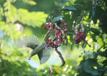 A diminuição das aves dispersoras de sementes torna mais difícil combater as mudanças climáticas