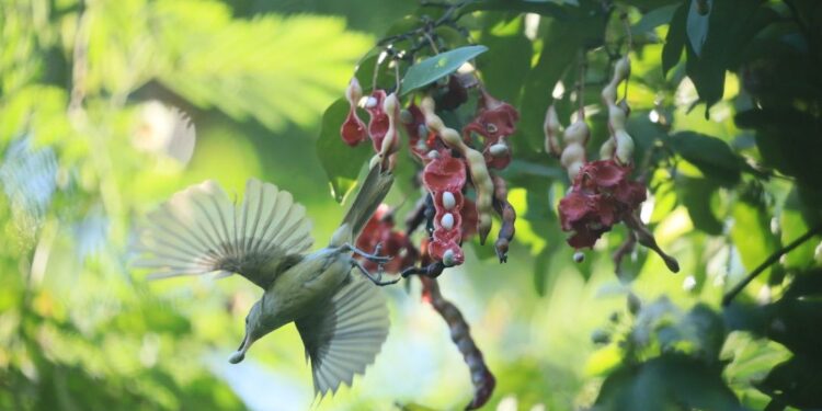 A diminuição das aves dispersoras de sementes torna mais difícil combater as mudanças climáticas