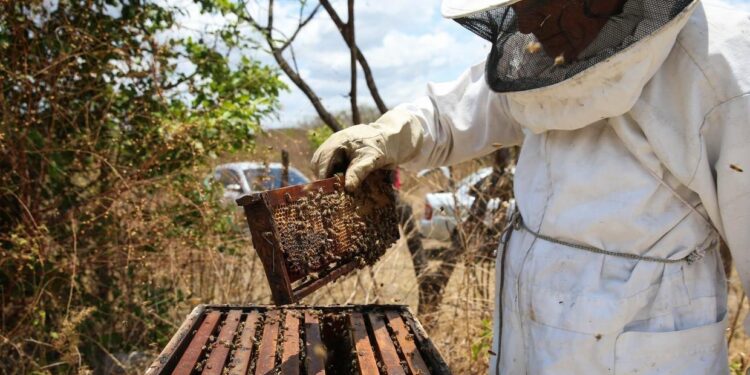 A tarifa imposta por Trump impede a exportação de mel no Ceará e aumenta a pressão sobre o setor agro