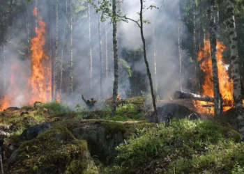 Análise indica que mais de um terço das espécies de árvores pode estar em risco de extinção