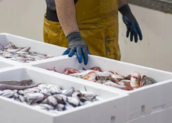 Indústria de pescados do Ceará se apressa para exportar antes do aumento de tarifas e teme demissões
