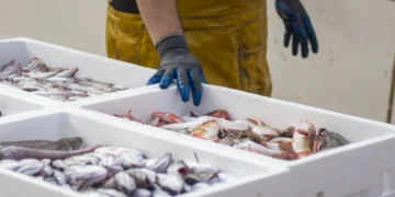 Indústria de pescados do Ceará se apressa para exportar antes do aumento de tarifas e teme demissões