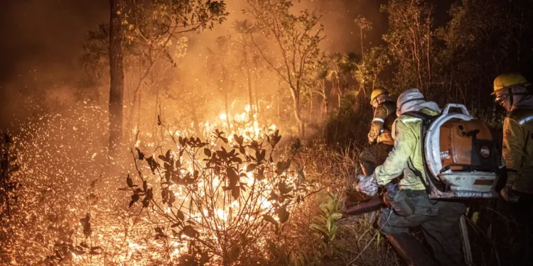 Os incêndios florestais recordes consumiram mais de 1 milhão de hectares de terras da UE neste ano