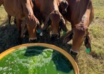 Cervejaria Investiga Uso de Algas para Diminuir Emissões de Metano Provenientes do Gado