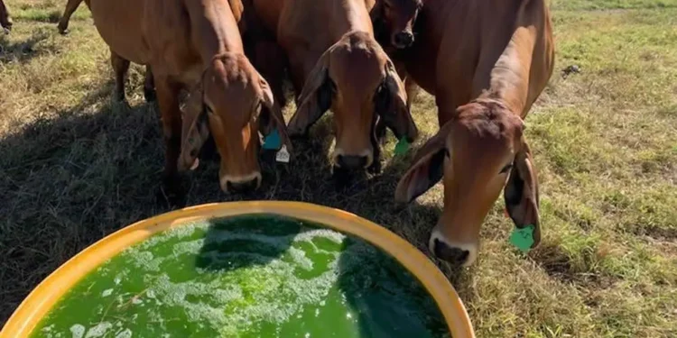 Cervejaria Investiga Uso de Algas para Diminuir Emissões de Metano Provenientes do Gado
