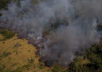 As florestas europeias estão apresentando uma redução na capacidade de absorção de CO2