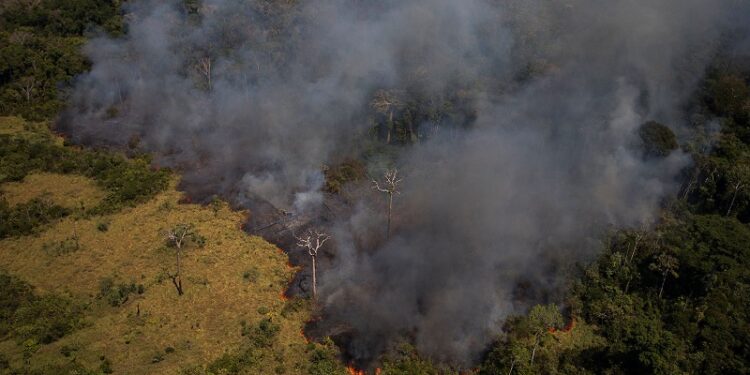 As florestas europeias estão apresentando uma redução na capacidade de absorção de CO2