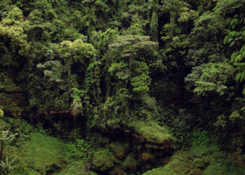 As regiões da Mata Atlântica que foram reflorestadas não se incorporam à floresta nativa