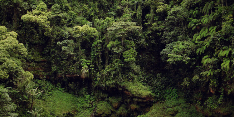 As regiões da Mata Atlântica que foram reflorestadas não se incorporam à floresta nativa
