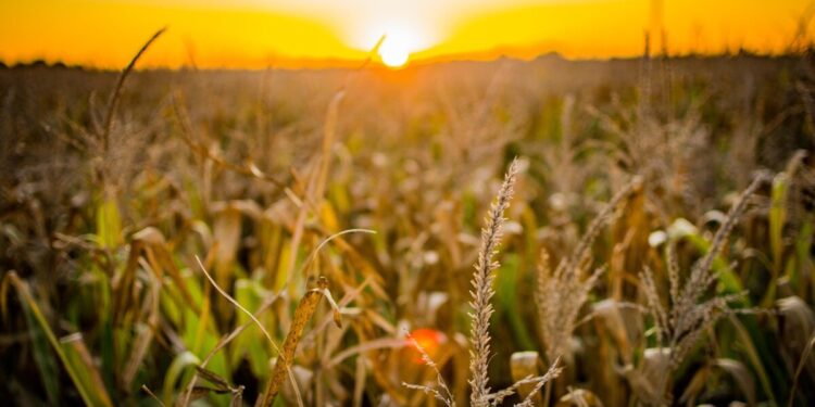 OIAG11: Fiagro amplia sua participação em ativos de crédito e aumenta os dividendos