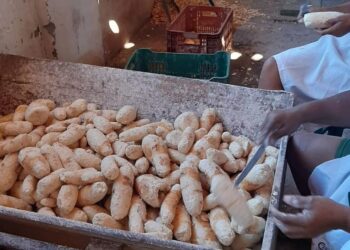 ‘Capital da Mandioca’ do Ceará retoma a posição de maior produtora do Nordeste; confira as principais cidades