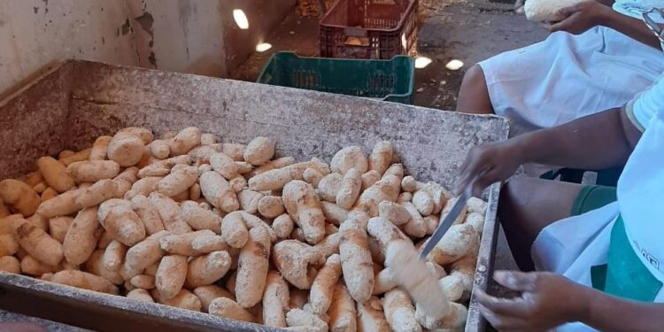 ‘Capital da Mandioca’ do Ceará retoma a posição de maior produtora do Nordeste; confira as principais cidades