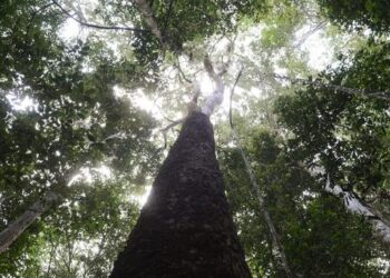 Brasil exibe fundo de florestas em Nova York a autoridades mundiais para obter apoio e recursos