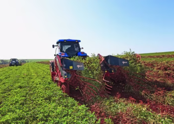 Brasil Pode Ultrapassar Vietnã na Produção de Café Robusta, Aposta Rabobank