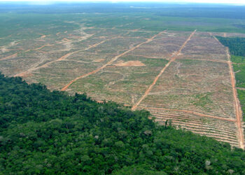 Fim do “Greenwashing”: Aliança Desenvolve Certificação para a Agricultura Regenerativa