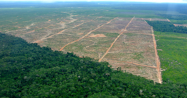 Fim do “Greenwashing”: Aliança Desenvolve Certificação para a Agricultura Regenerativa