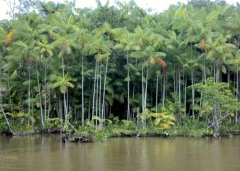 Açaí cearense se ajusta ao solo da Serra da Ibiapaba e evolui rumo à exportação