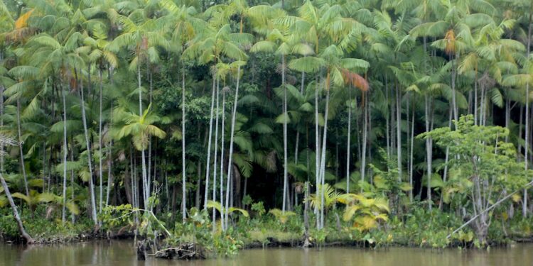 Açaí cearense se ajusta ao solo da Serra da Ibiapaba e evolui rumo à exportação