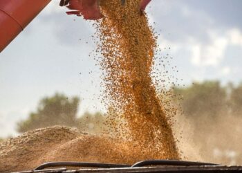 SNAG11 ultrapassa recorde histórico impulsionado por previsões positivas a respeito da exportação de soja