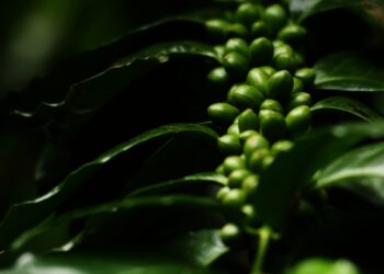 Yara, JDE e Ofi anunciam colaboração para redução de carbono na produção brasileira