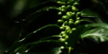 Yara, JDE e Ofi anunciam colaboração para redução de carbono na produção brasileira