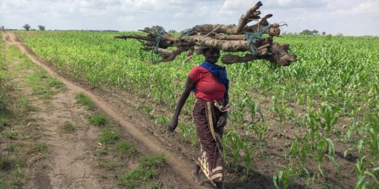 Fundação Gates Anuncia Doação de US$ 1,4 Bilhão para Agricultores em Condições Climáticas Extremas
