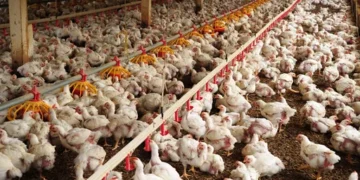 Seara aplicará R$ 415 milhões no setor avícola do Paraná