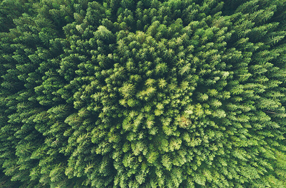 Fórum Econômico Mundial Indica Que a Economia Verde Deve Gerar US$ 7 Trilhões Até 2030