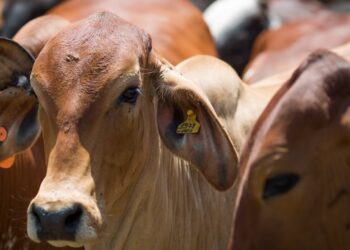 Pará prorroga o prazo de identificação de gado por três anos