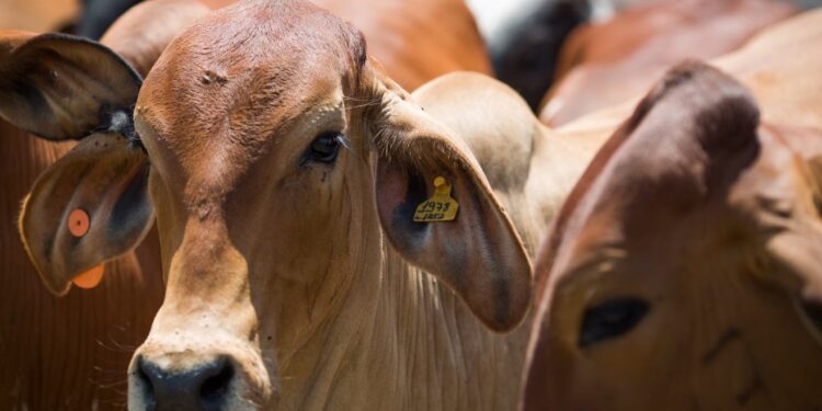 Pará prorroga o prazo de identificação de gado por três anos