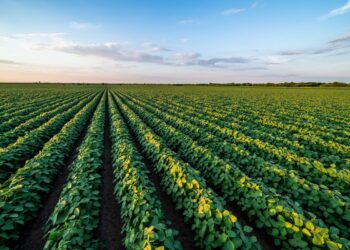 O término da moratória da soja em Mato Grosso gera dúvidas sobre as metas ambientais das tradings