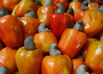 Ceará perde mais de 800 toneladas de caju, resultando em milhões de reais em prejuízo anualmente.
