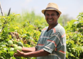 A força dos pequenos: a tecnologia e a sustentabilidade modernizam a agricultura no Ceará