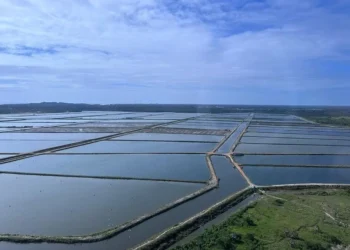 Produtores de camarão investem no mercado europeu